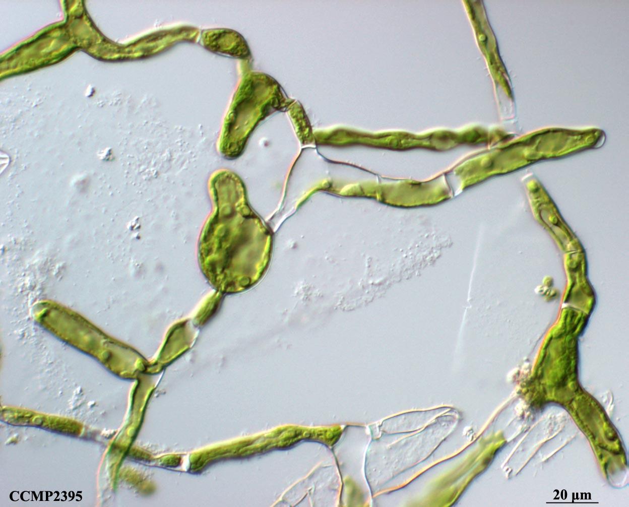 CCMP2395 | NCMA at Bigelow Laboratory